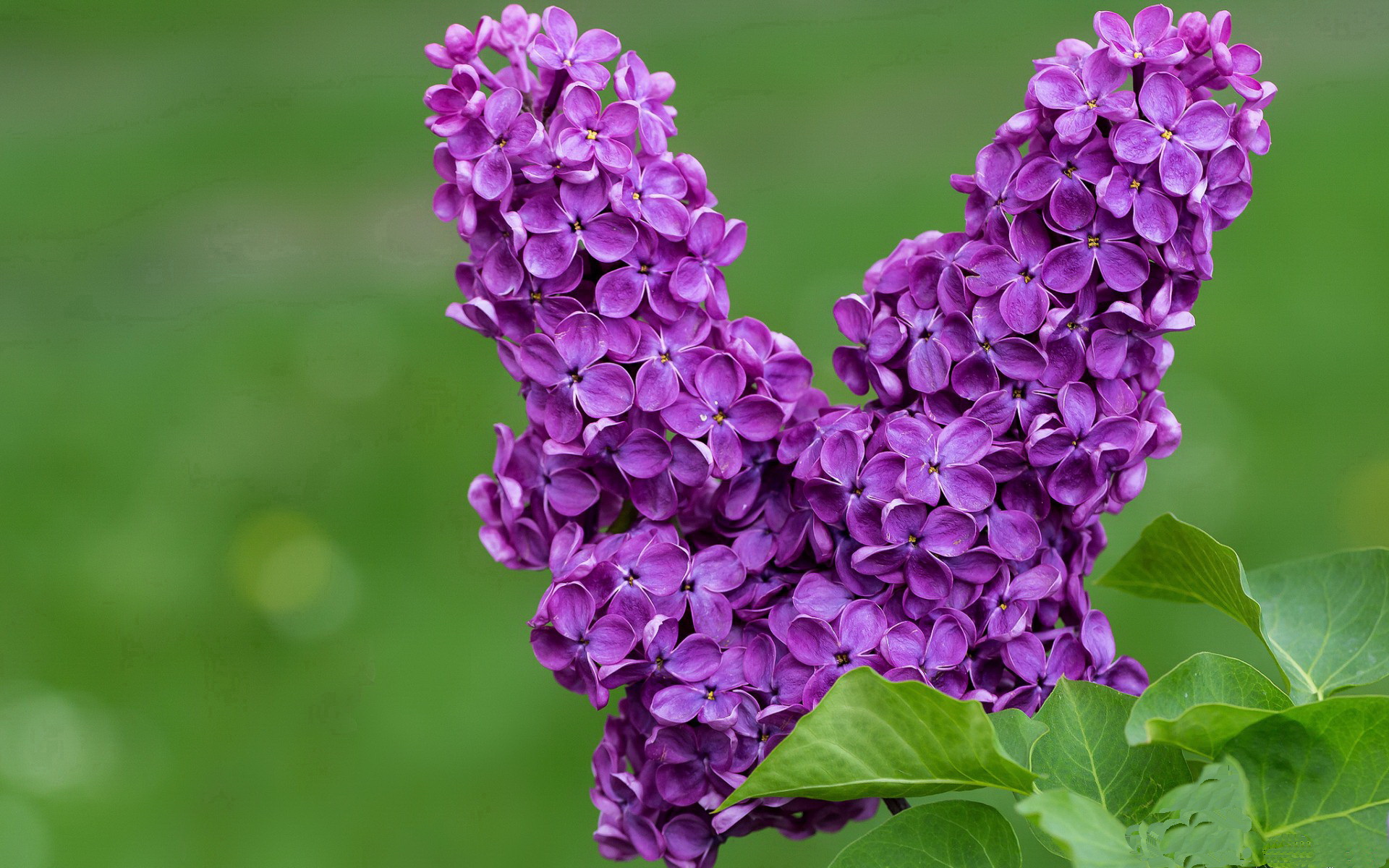 9游电竞站-全国龙舟赛，水上竞技绽放团队风采，专业龙舟比赛